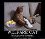 Welfare-Cat-300x258