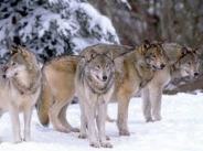 WOLF LEAD